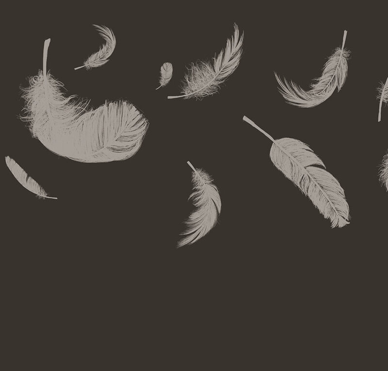 Tapete_500x270_Bahnen_feathers-brown Tapete Feathers Brown