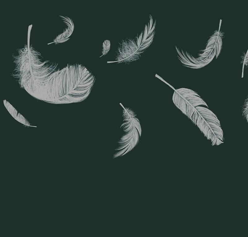 Tapete_500x270_Bahnen_feathers-green Tapete Feathers Green