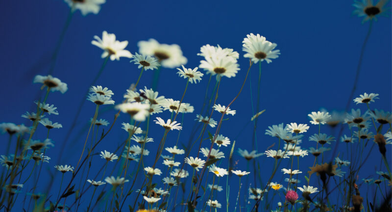 Tapete Margeritenwiese