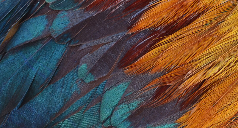 Tapete Papageienfedern