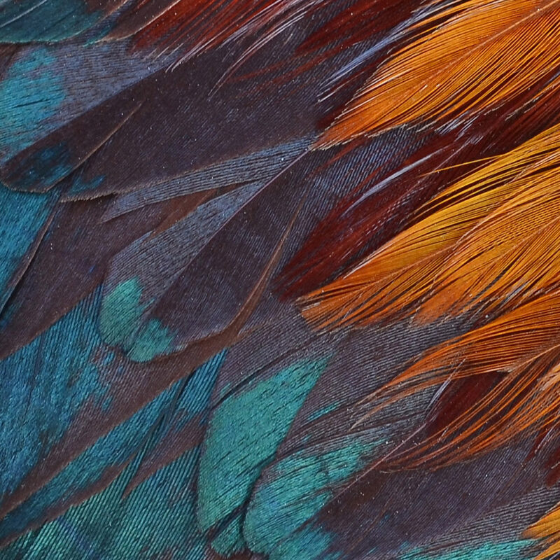 Tapete Papageienfedern