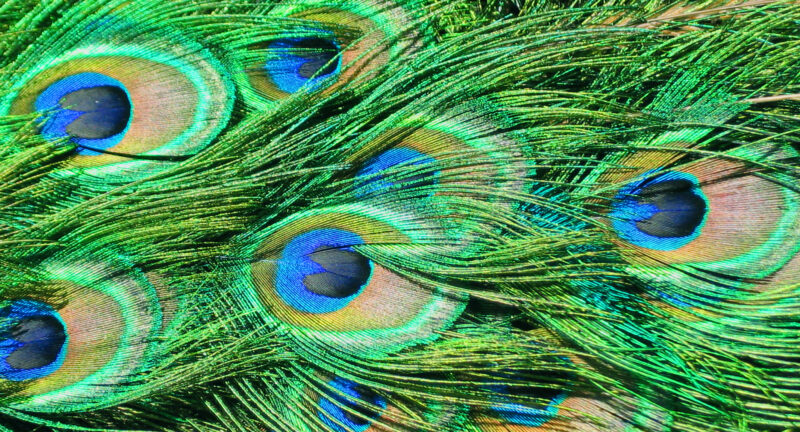 Tapete Pfauenfedern