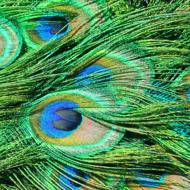 Tapete Pfauenfedern