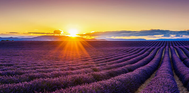 Bettkopfteil Lavendelfeld