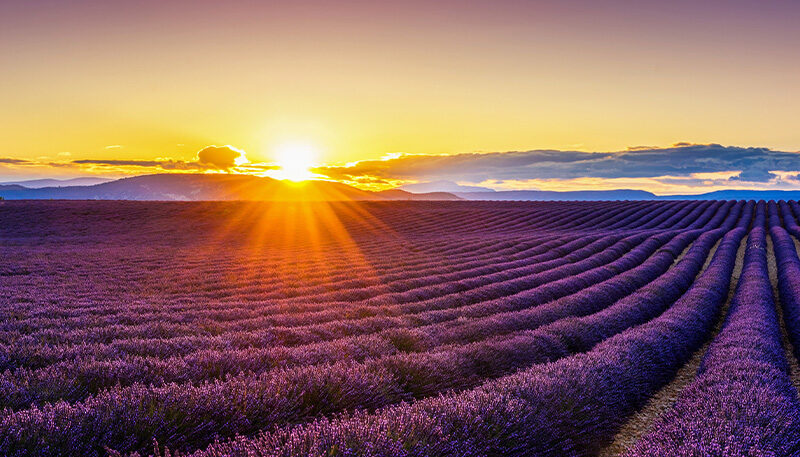 Bettkopfteil Lavendelfeld