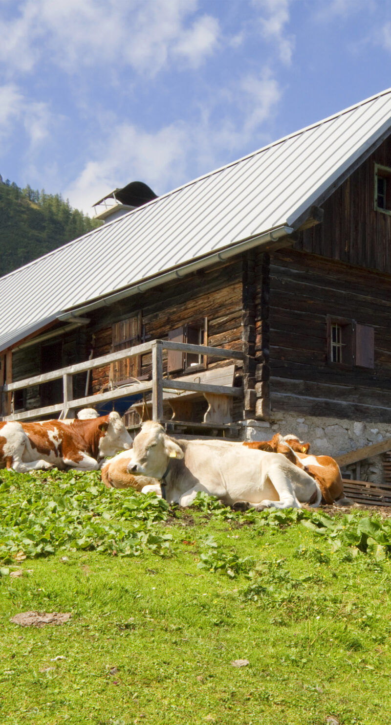 Wandverkleidung Almhütte