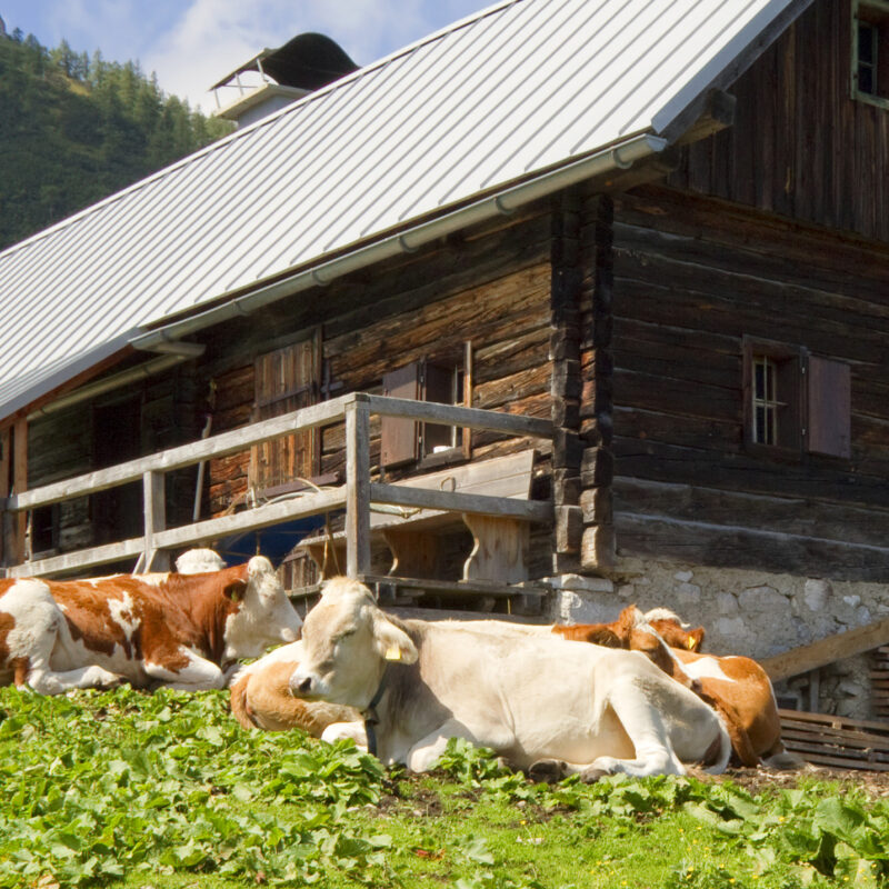 Wandverkleidung Almhütte