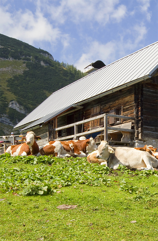 Duschtrennwand für Walk-in Duschen Almhütte