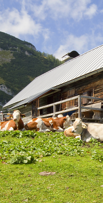 Duschtrennwand für Badewannen Almhütte