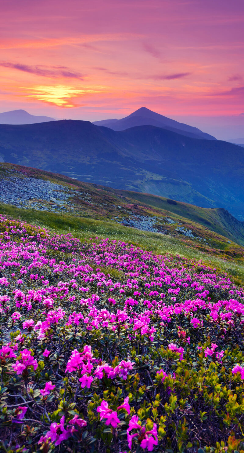 Wandverkleidung Bergpanorama