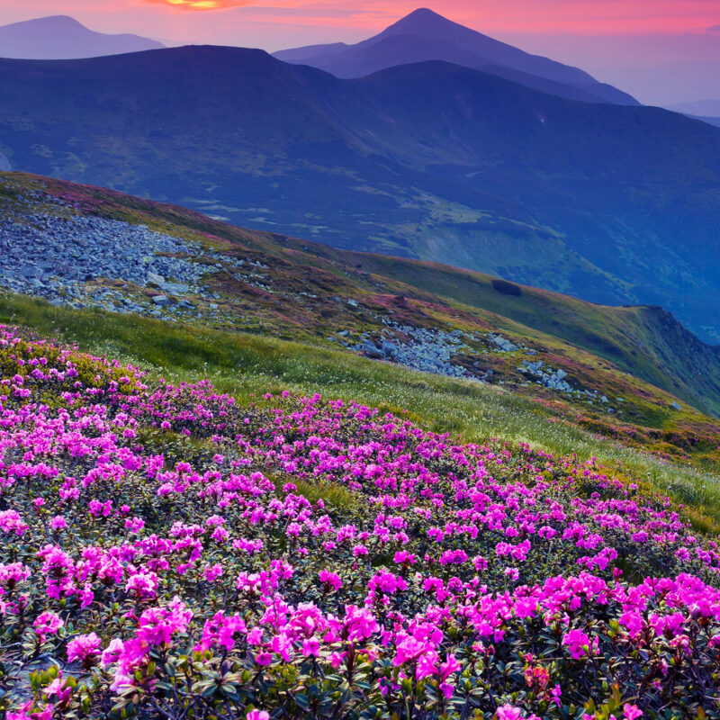 Wandverkleidung Bergpanorama