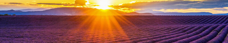 Auflegeglas für Kommoden Lavendelfeld