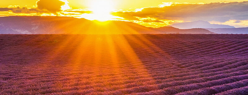 Auflegeglas für Kommoden Lavendelfeld