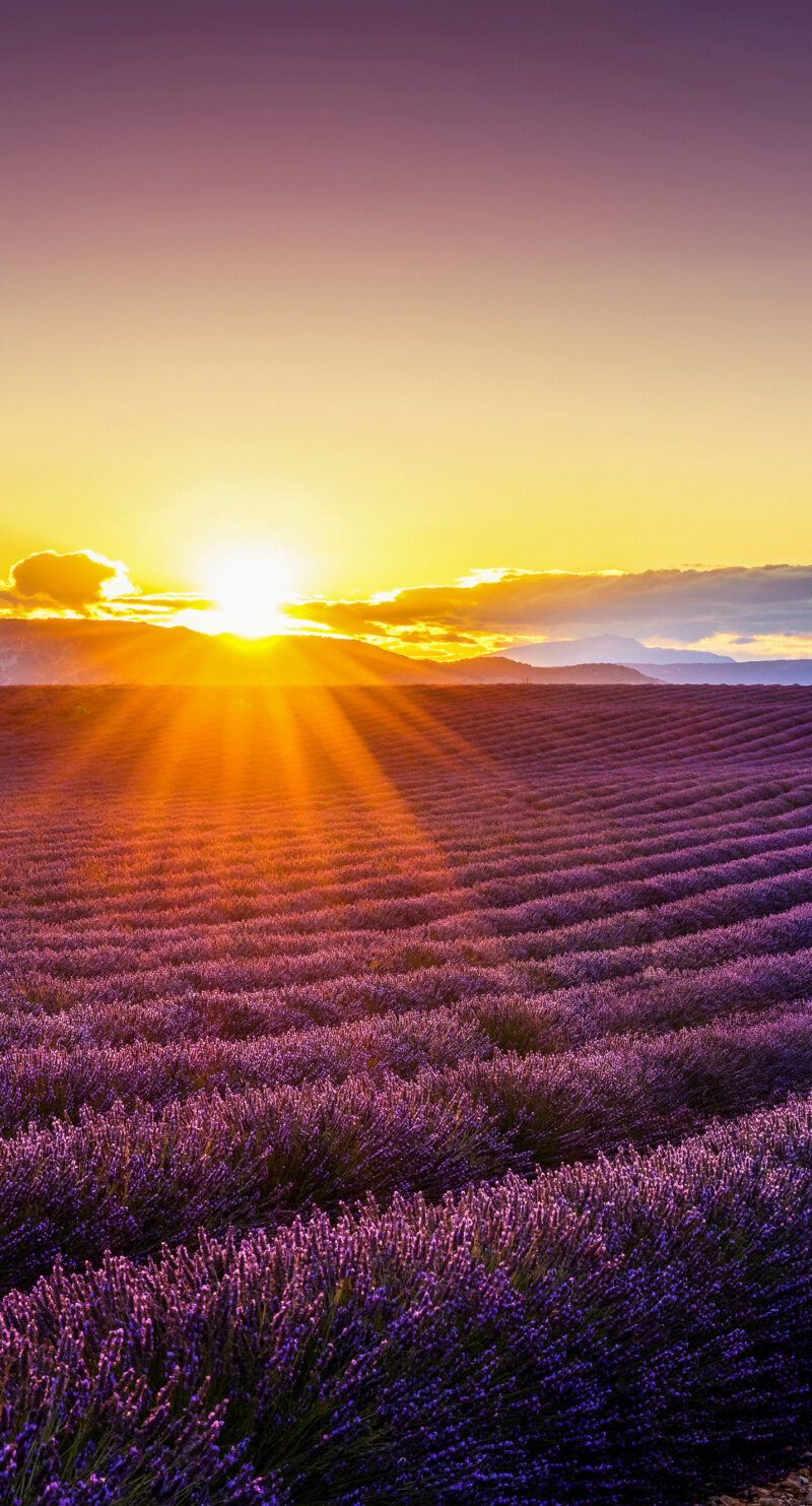 Wandverkleidung Lavendelfeld