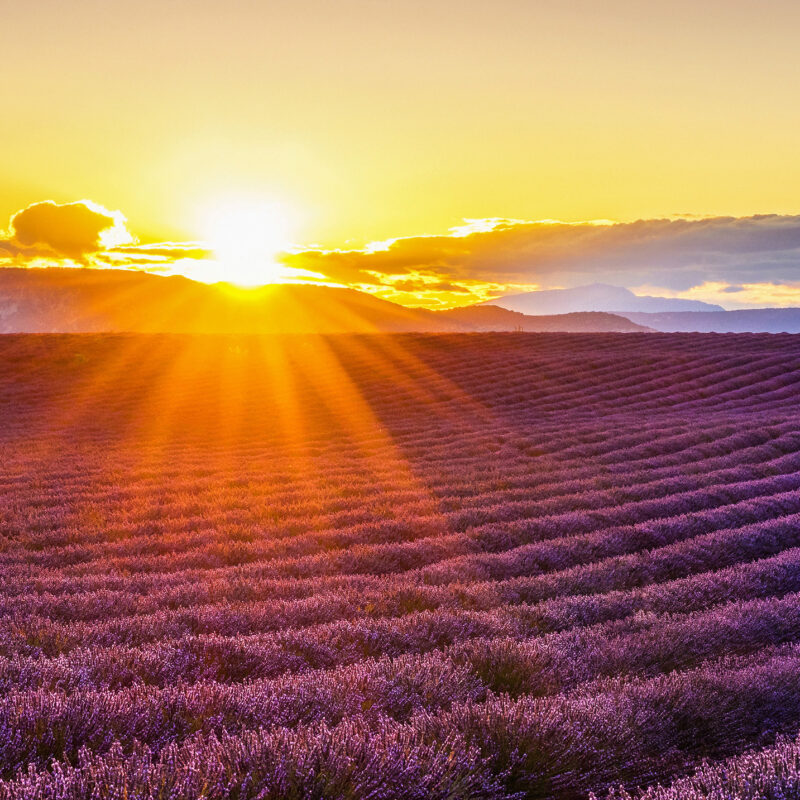 Wandverkleidung Lavendelfeld