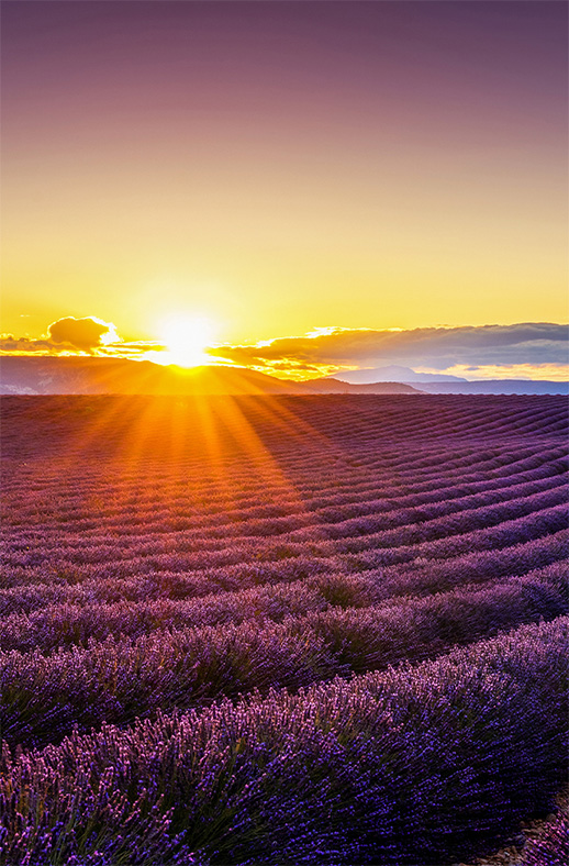 Duschtrennwand für Walk-in Duschen Lavendelfeld