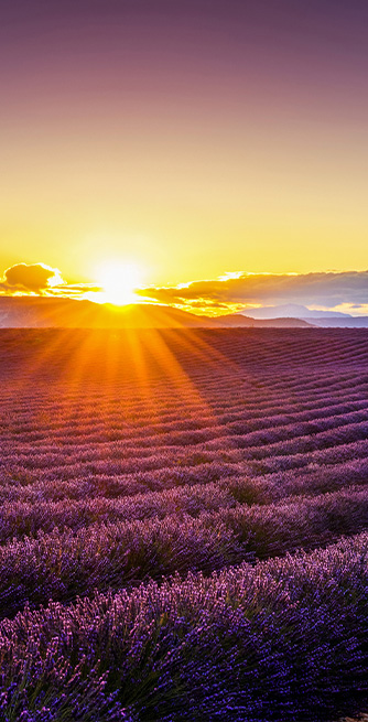 Duschtrennwand für Badewannen Lavendelfeld