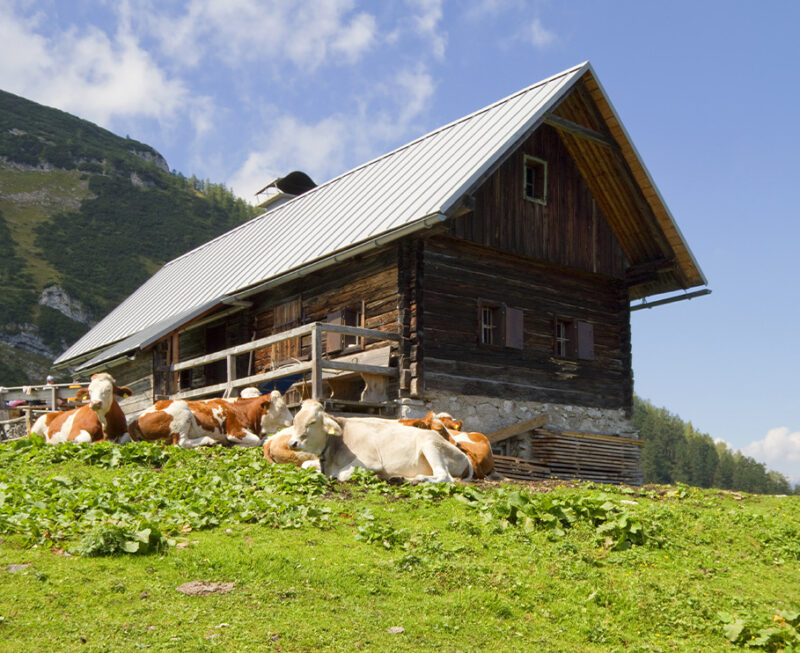 Flächenvorhang Almhütte