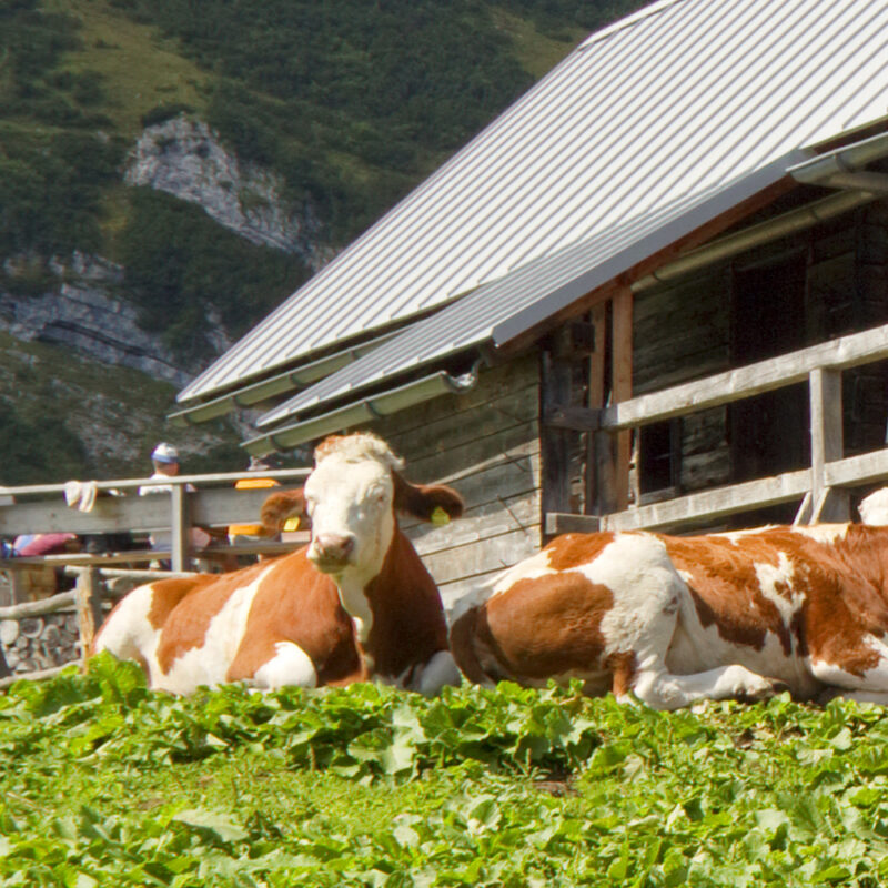 Tapete Almhütte
