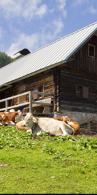 Sichtschutz Trennwand Almhütte