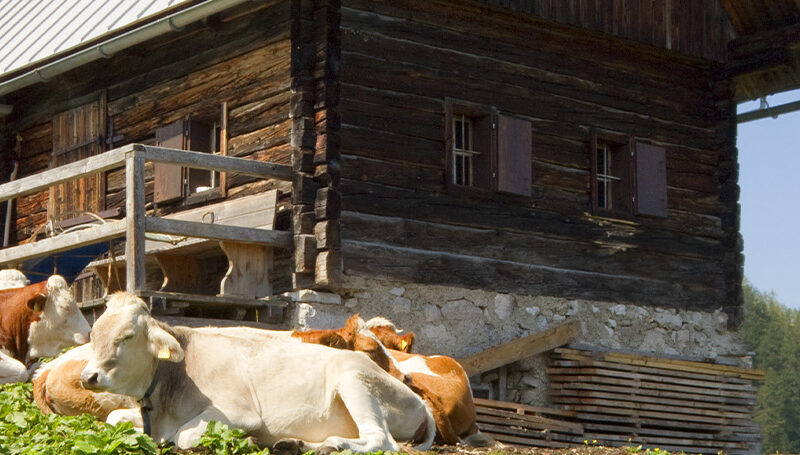 Küchenrückwand Almhütte