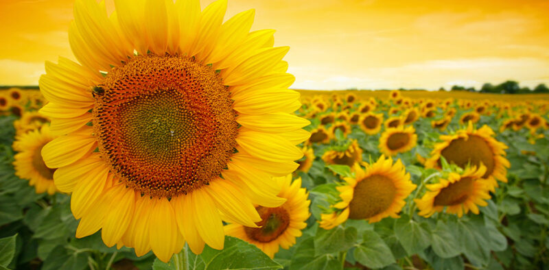 Bettkopfteil Sonnenblume