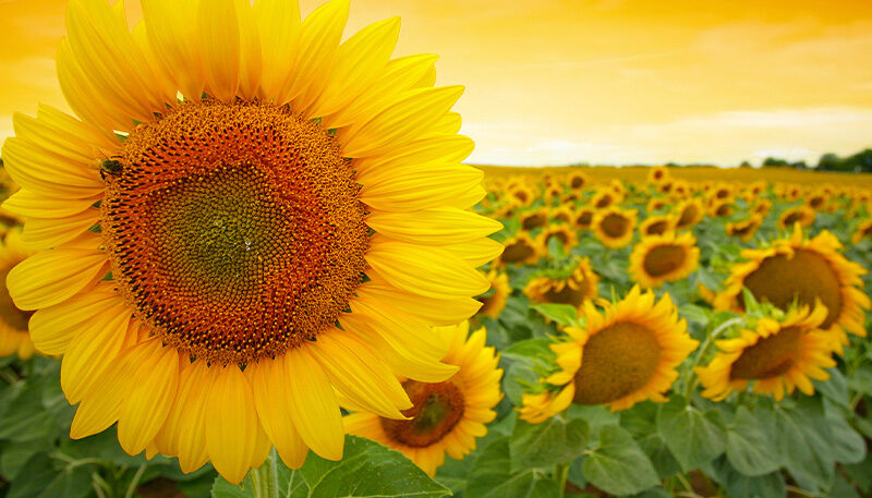 Bettkopfteil Sonnenblume