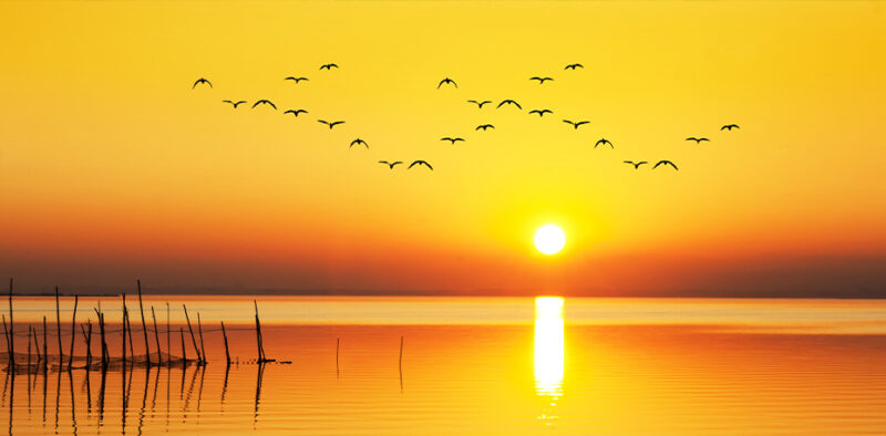 Bettkopfteil Vögel im Sonnenuntergang