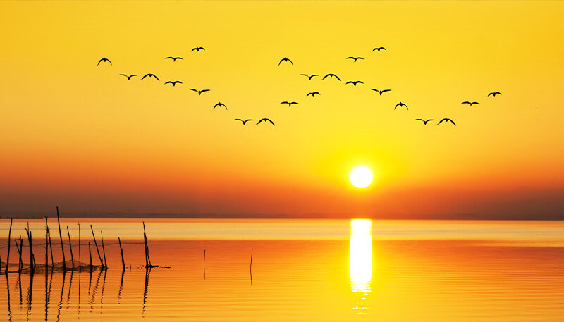 Bettkopfteil Vögel im Sonnenuntergang