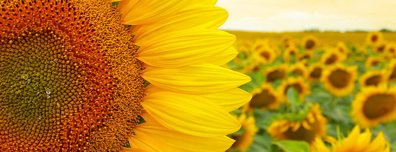 Auflegeglas für Kommoden Sonnenblume