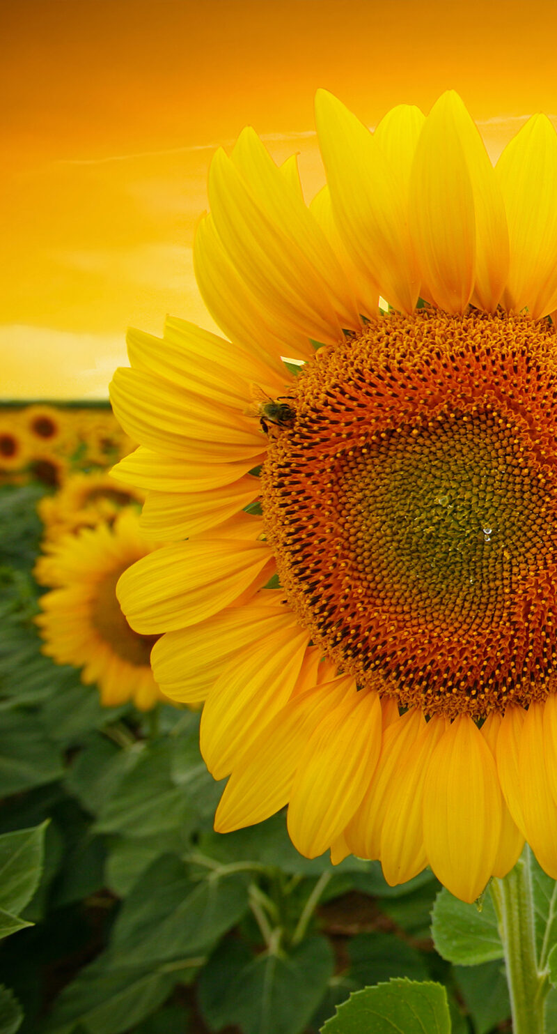 Wandverkleidung Sonnenblume