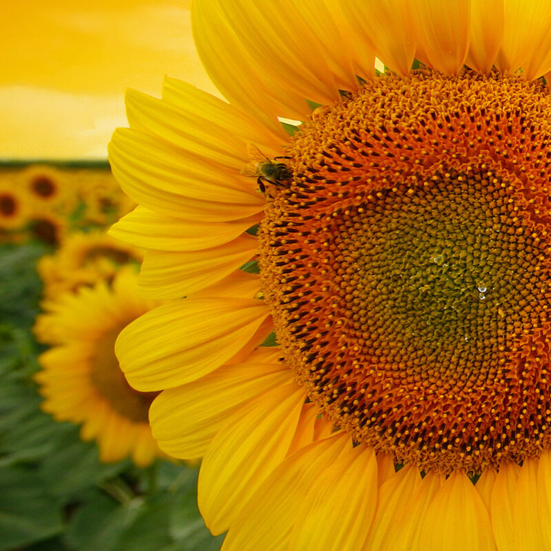 Wandverkleidung Sonnenblume
