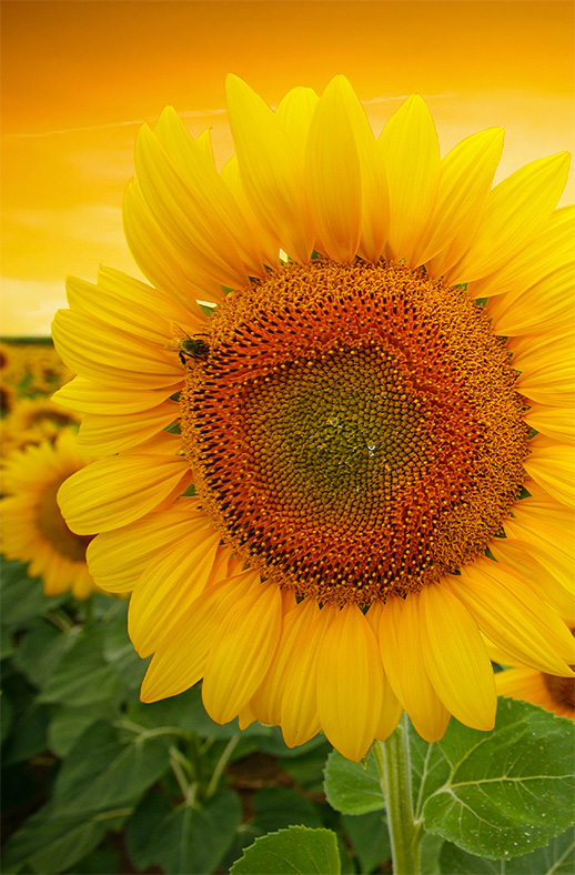 Duschtrennwand für Walk-in Duschen Sonnenblume