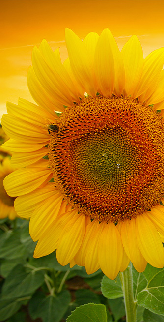 Duschtrennwand für Badewannen Sonnenblume