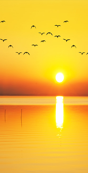 Duschtrennwand für Badewannen Vögel im Sonnenuntergang