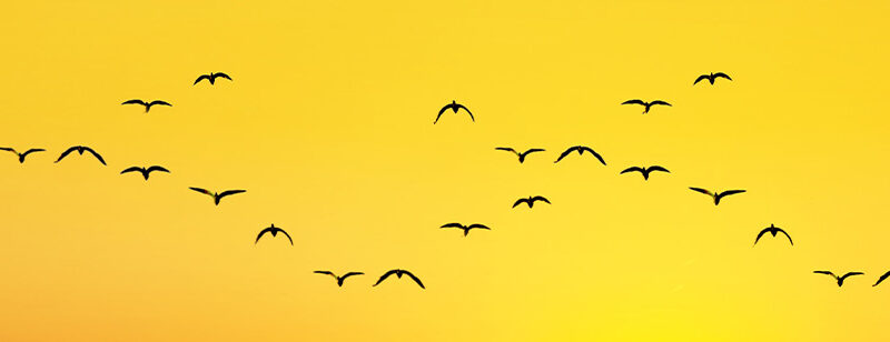 Auflegeglas für Kommoden Vögel im Sonnenuntergang