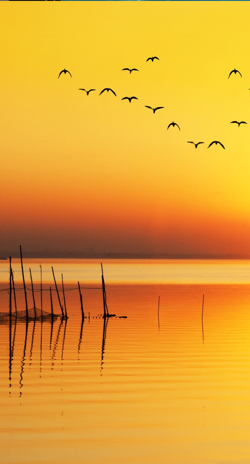 Wandverkleidung Vögel im Sonnenuntergang