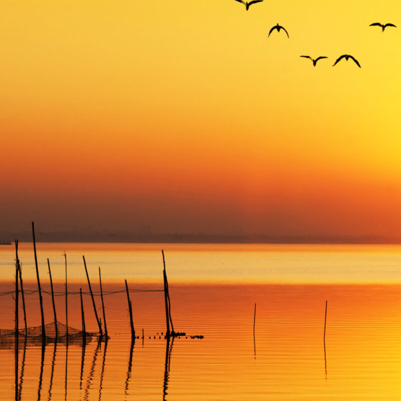 Wandverkleidung Vögel im Sonnenuntergang