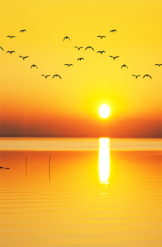 Duschtrennwand für Walk-in Duschen Vögel im Sonnenuntergang