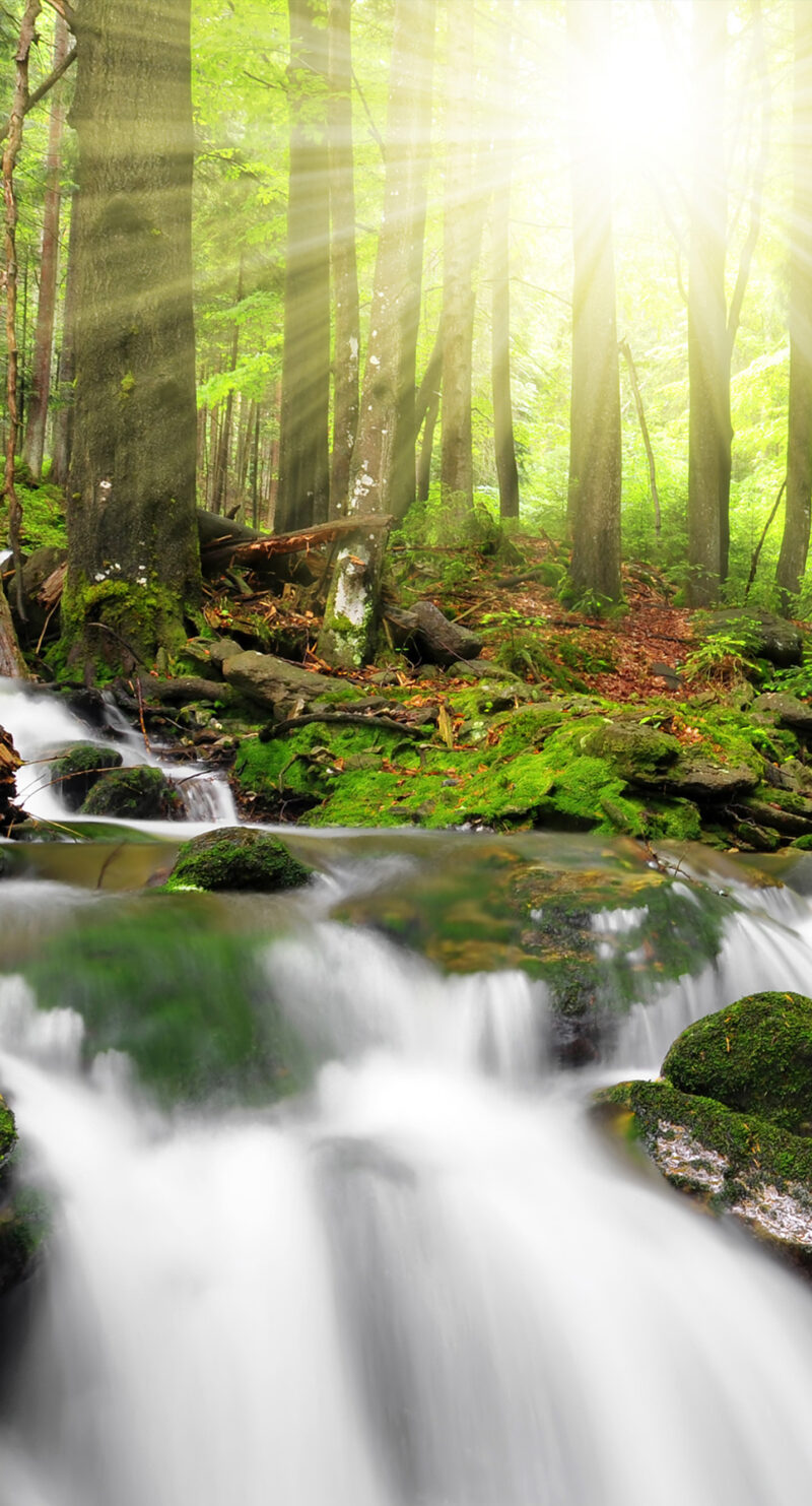 Wandverkleidung Waldbach