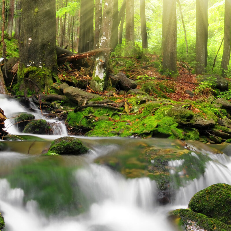 Wandverkleidung Waldbach