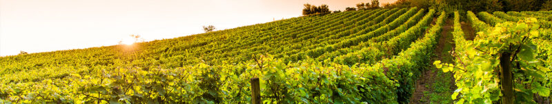 Auflegeglas für Kommoden Weinberg