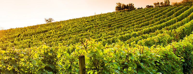 Auflegeglas für Kommoden Weinberg