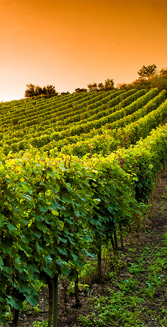 Duschtrennwand für Badewannen Weinberg