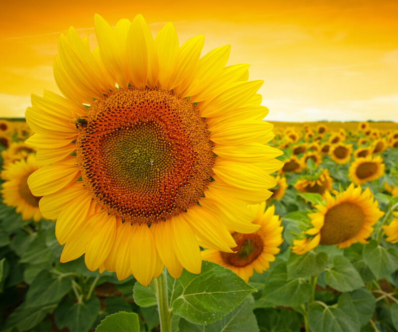 Paravant_Sonnenblume_150x180 HomeOffice Sichtschutz Paravent Sonnenblume