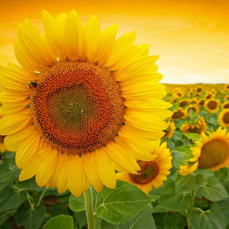 Paravant_Sonnenblume_150x180 HomeOffice Sichtschutz Paravent Sonnenblume