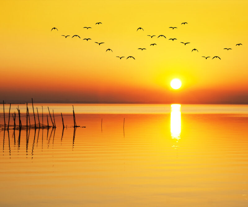Paravant_Vögel-im-Sonnenuntergang_150x180 HomeOffice Sichtschutz Paravent Vögel im Sonnenuntergang