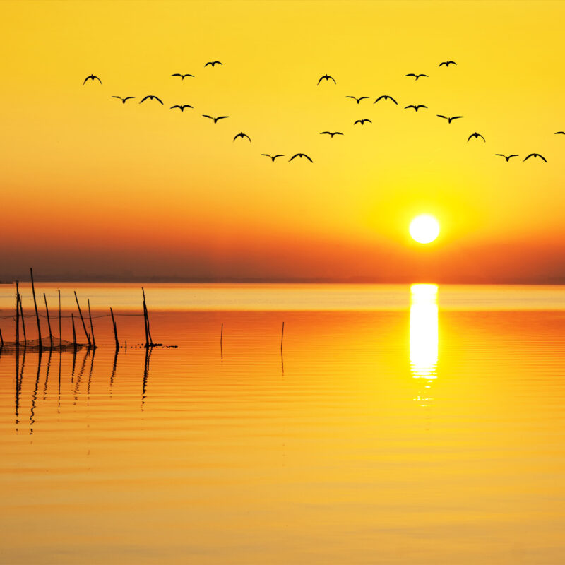 Paravant_Vögel-im-Sonnenuntergang_150x180 HomeOffice Sichtschutz Paravent Vögel im Sonnenuntergang