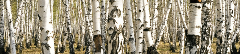 Küchenrückwand Golden Birches