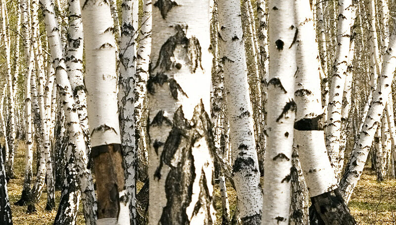 Küchenrückwand Golden Birches